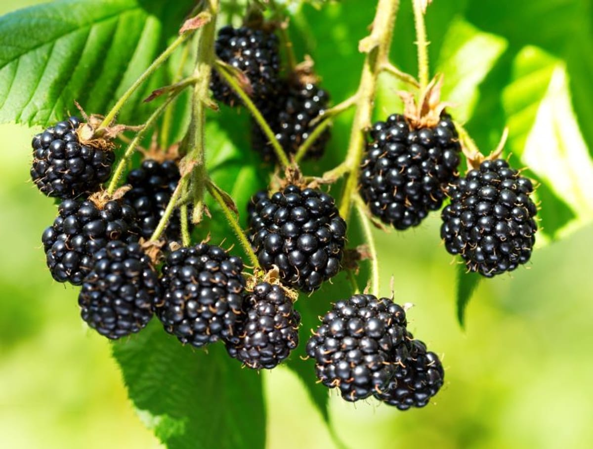 Berry Patch Farm photo 3
