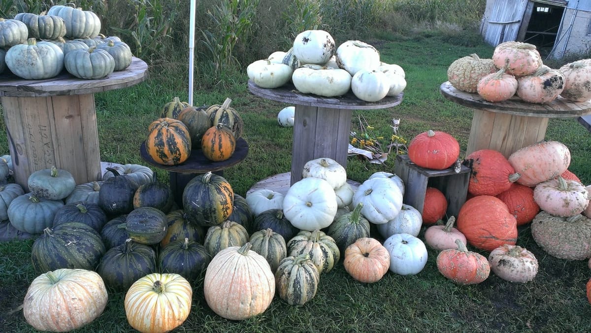Big Stone Pumpkin Patch photo 2
