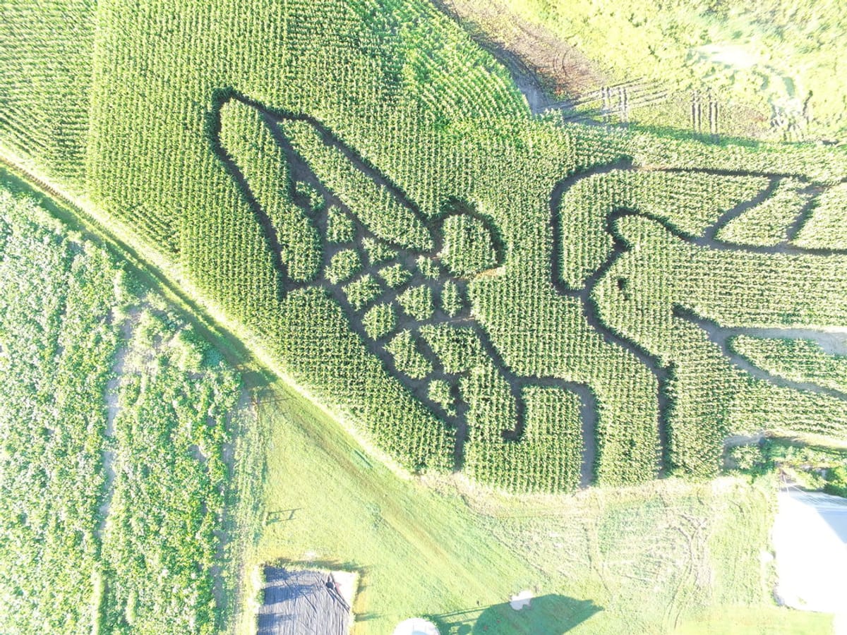 Big Stone Pumpkin Patch photo 5