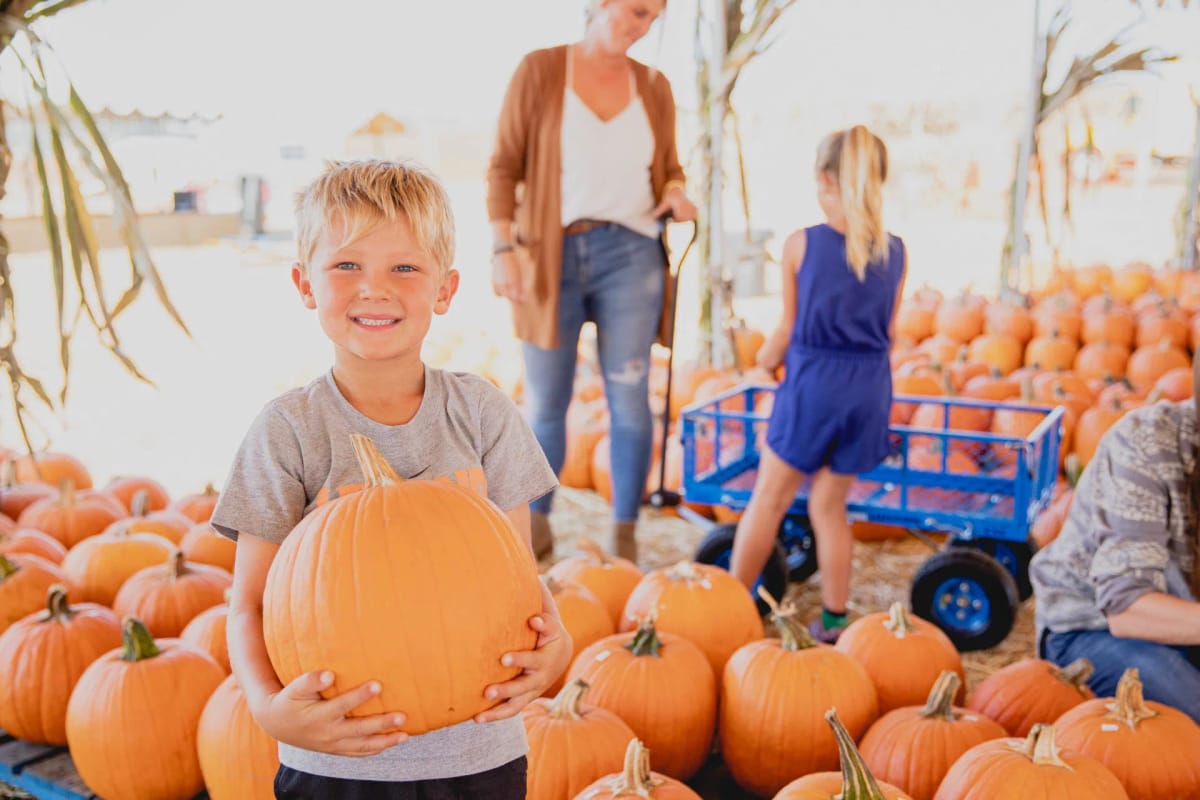 Carlsbad Strawberry Company — Pumpkins farm in Carlsbad, CA