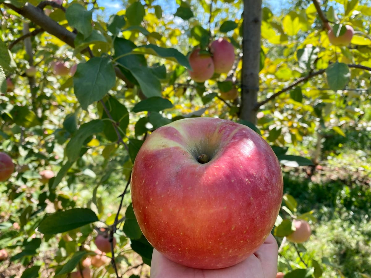 Carter Mountain Orchard photo 4