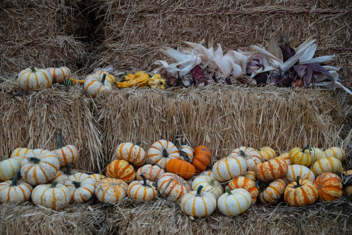 Ellis' Harvest Home photo 2