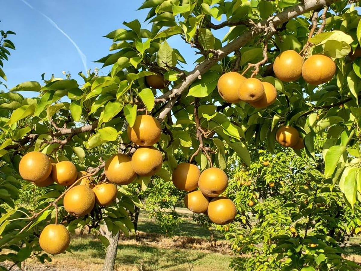 Lynd Fruit Farm photo 5