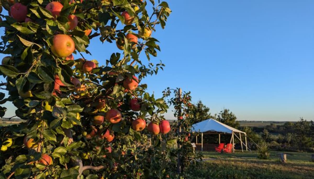 Martin's Hillside Orchard photo 2
