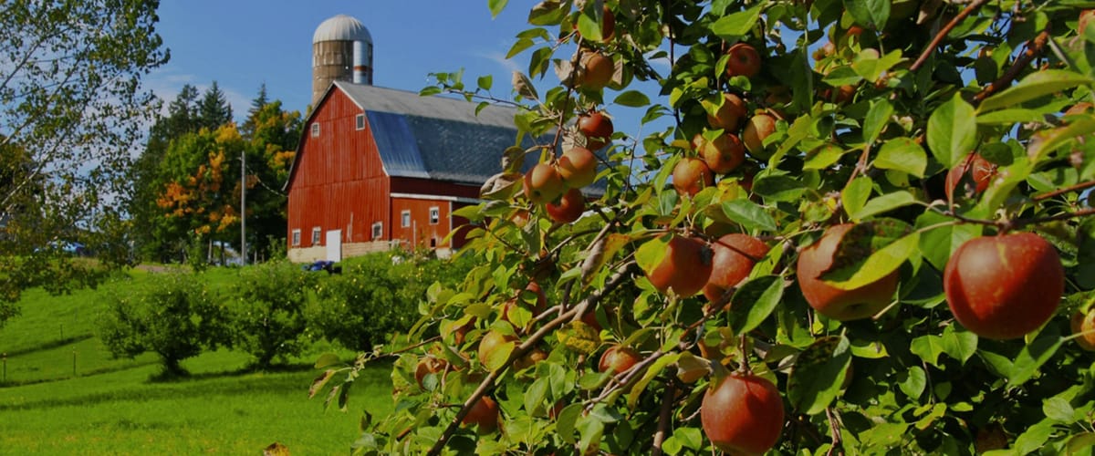 Pleasant Valley Orchard — Pumpkins farm in Shafer, MN