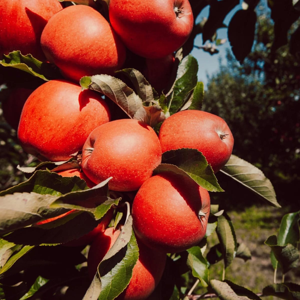 Shelburne Orchards photo 2
