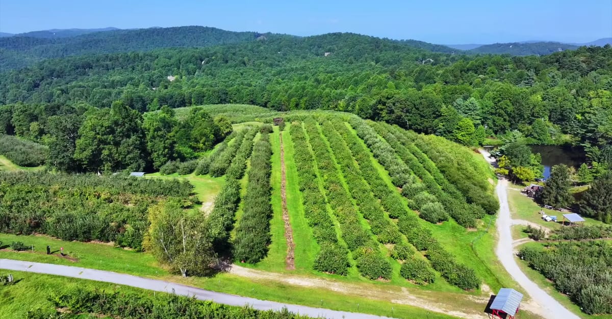 Sky Top Orchard photo 3