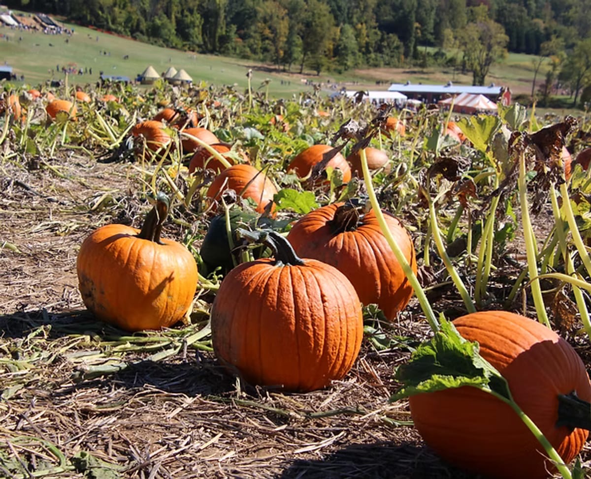 Fall Festival at Summers Farm in Middletown, MD