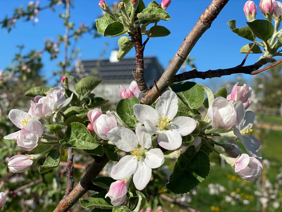 Treworgy Family Orchards photo 3