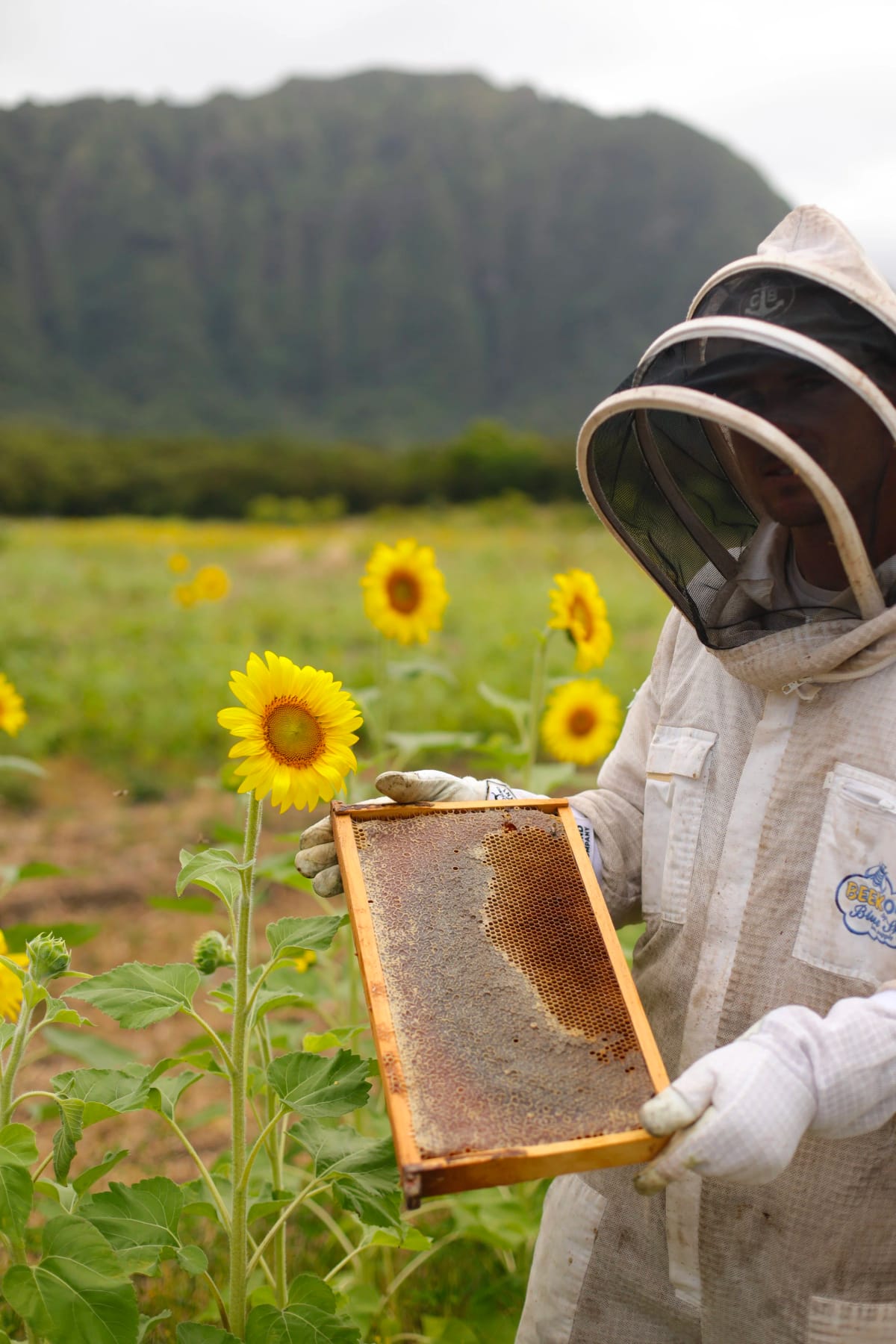  honey frame in sunflower field  