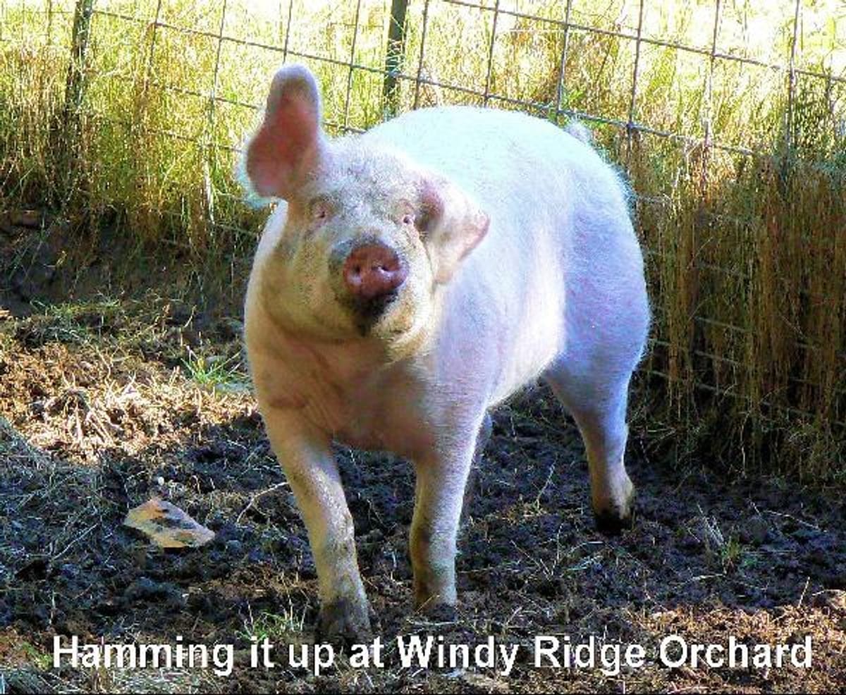 Windy Ridge Orchard & Christmas Tree Farm — Pumpkins farm in North Haverhill, NH