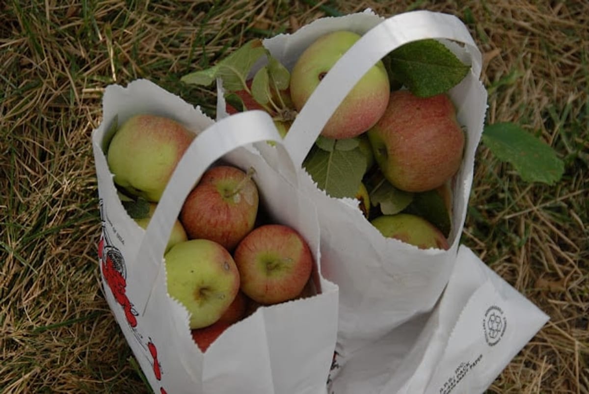 Ya Ya Farm & Orchard — Pumpkins farm in Longmont, CO